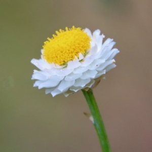 Ammobium alatum at Mongarlowe, NSW - suppressed