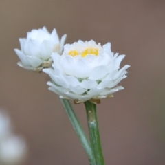 Ammobium alatum at Mongarlowe, NSW - suppressed