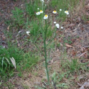 Ammobium alatum at Mongarlowe, NSW - suppressed