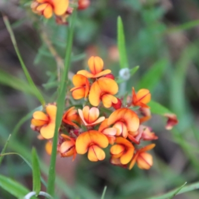 Pultenaea sp. by LisaH