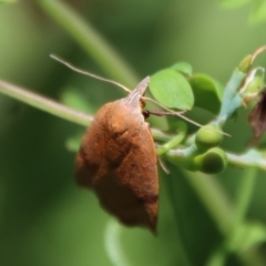 Tortricopsis uncinella (A concealer moth) at Hughes Grassy Woodland - 3 Dec 2022 by LisaH