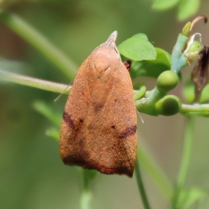 Tortricopsis uncinella at Hughes, ACT - 3 Dec 2022