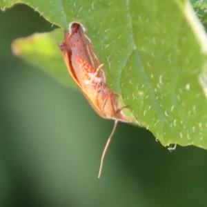 Tortricopsis uncinella at Hughes, ACT - 3 Dec 2022