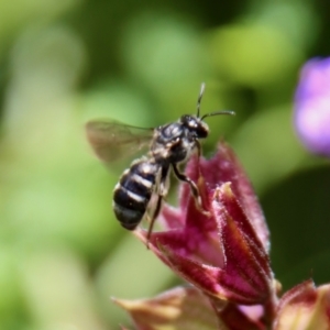 Lasioglossum (Chilalictus) sp. (genus & subgenus) at Hughes, ACT - suppressed