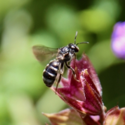 Lasioglossum (Chilalictus) sp. (genus & subgenus) (Halictid bee) at Hughes, ACT - 3 Dec 2022 by LisaH