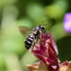 Lasioglossum (Chilalictus) sp. (subgenus) (Halictid bee) at Hughes, ACT - 3 Dec 2022 by LisaH