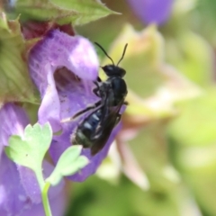 Lasioglossum (Chilalictus) sp. (genus & subgenus) at Hughes, ACT - suppressed