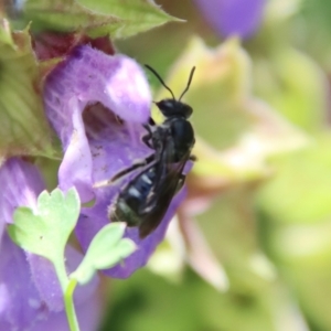 Lasioglossum (Chilalictus) sp. (genus & subgenus) at Hughes, ACT - 3 Dec 2022