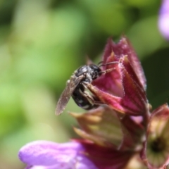 Lasioglossum (Chilalictus) sp. (genus & subgenus) at Hughes, ACT - suppressed