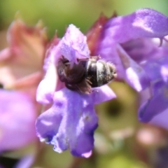 Lasioglossum (Chilalictus) sp. (genus & subgenus) at Hughes, ACT - suppressed