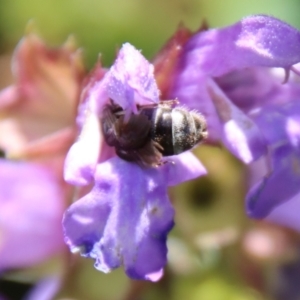 Lasioglossum (Chilalictus) sp. (genus & subgenus) at Hughes, ACT - suppressed