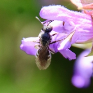 Lasioglossum (Chilalictus) sp. (genus & subgenus) at Hughes, ACT - suppressed