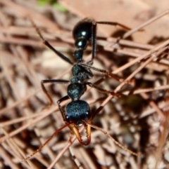 Myrmecia tarsata (Bull ant or Bulldog ant) at Moruya, NSW - 17 Nov 2022 by LisaH