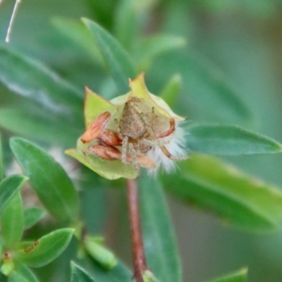 Unidentified Spider (Araneae) at Broulee Moruya Nature Observation Area - 17 Nov 2022 by LisaH