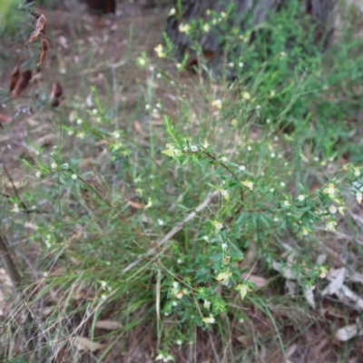 Pimelea linifolia subsp. linifolia (Queen of the Bush, Slender Rice-flower) at Moruya, NSW - 17 Nov 2022 by LisaH