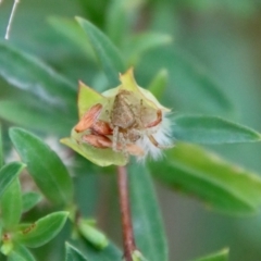 Pimelea linifolia subsp. linifolia at Moruya, NSW - 17 Nov 2022