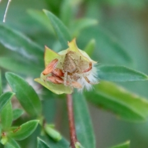 Pimelea linifolia subsp. linifolia at Moruya, NSW - 17 Nov 2022