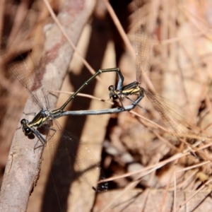 Austroargiolestes icteromelas at Moruya, NSW - suppressed