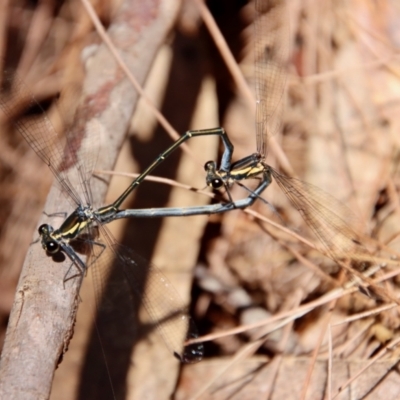 Austroargiolestes icteromelas (Common Flatwing) at Moruya, NSW - 17 Nov 2022 by LisaH