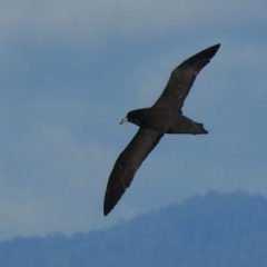 Procellaria aequinoctialis (White-chinned Petrel) at Eden, NSW - 30 Oct 2022 by Liam.m