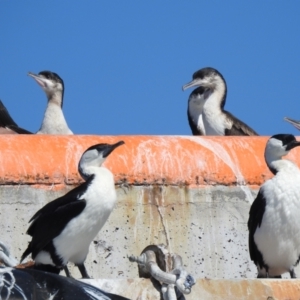 Phalacrocorax fuscescens at Edrom, NSW - 30 Oct 2022