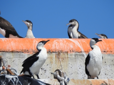 Phalacrocorax fuscescens (Black-faced Cormorant) at Edrom, NSW - 30 Oct 2022 by Liam.m