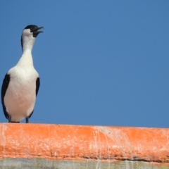 Phalacrocorax fuscescens at suppressed - 30 Oct 2022