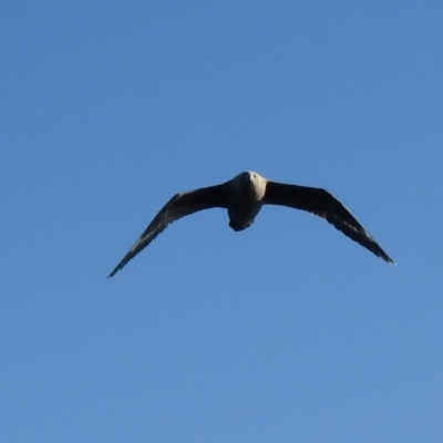 Stercorarius maccormicki (South Polar Skua) at Eden, NSW - 29 Oct 2022 by Liam.m