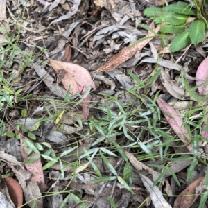 Glycine clandestina at Higgins, ACT - 1 Dec 2022 05:28 PM