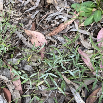 Glycine clandestina (Twining Glycine) at Higgins, ACT - 1 Dec 2022 by Untidy