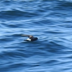 Oceanites oceanicus (Wilson's Storm-Petrel) at Eden, NSW - 29 Oct 2022 by Liam.m