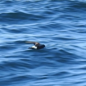 Oceanites oceanicus at Eden, NSW - 30 Oct 2022 07:26 AM