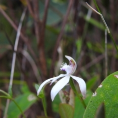 Caladenia dimorpha at Palerang, NSW - 12 Nov 2022