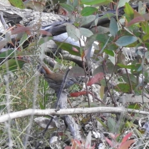 Hylacola pyrrhopygia at Palerang, NSW - 12 Nov 2022