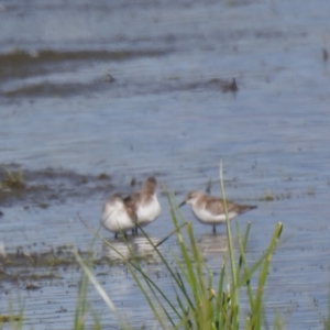 Calidris ruficollis at Fyshwick, ACT - 16 Nov 2022