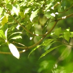 Gerygone mouki (Brown Gerygone) at Araluen, NSW - 26 Nov 2022 by Liam.m