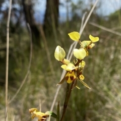 Diuris sulphurea (Tiger Orchid) at Rob Roy Range - 4 Dec 2022 by Shazw