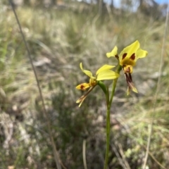 Diuris sulphurea at Conder, ACT - 4 Dec 2022