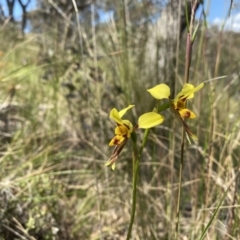 Diuris sulphurea at Conder, ACT - 4 Dec 2022