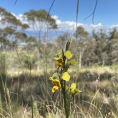 Diuris sulphurea at Conder, ACT - 4 Dec 2022