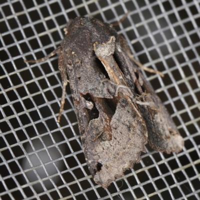 Neumichtis mesophaea (Triangle Moth) at O'Connor, ACT - 3 Dec 2022 by ibaird