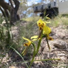 Diuris sulphurea (Tiger Orchid) at Rob Roy Range - 4 Dec 2022 by Shazw