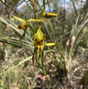 Diuris sulphurea at Conder, ACT - suppressed