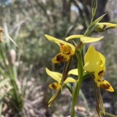 Diuris sulphurea at Conder, ACT - suppressed