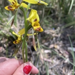 Diuris sulphurea at Conder, ACT - 4 Dec 2022