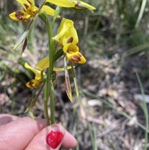 Diuris sulphurea at Conder, ACT - suppressed