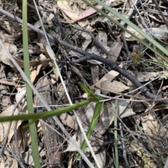 Diuris sulphurea at Conder, ACT - 4 Dec 2022