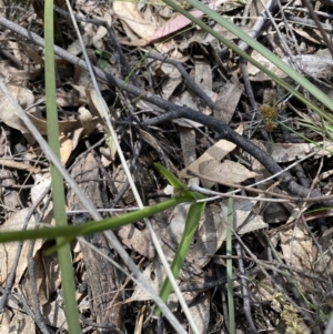 Diuris sulphurea at Conder, ACT - suppressed