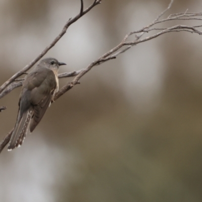 Cacomantis variolosus (Brush Cuckoo) at Carwoola, NSW - 1 Dec 2022 by Liam.m