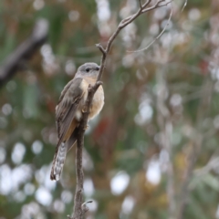 Cacomantis variolosus at Carwoola, NSW - 1 Dec 2022